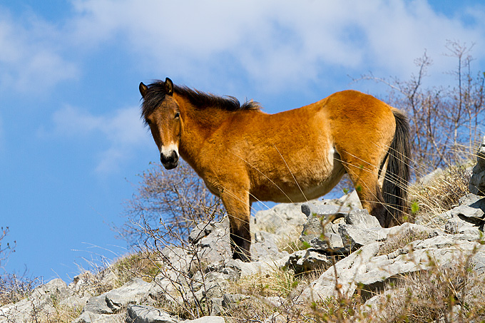 Divlji konji na Velebitu, foto: Leo Banić