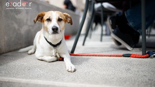 Đir po gradu, subotnja špica 13. travnja 2019. Đir po gradu, subotnja špica 13. travnja 2019.