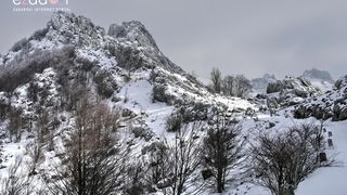 Tulove grede pod snježnim pokrivačem Tulove grede pod snježnim pokrivačem