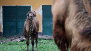 U Zoološki vrt Grada Zagreba stigla je mlada dvogrba deva Zsofia