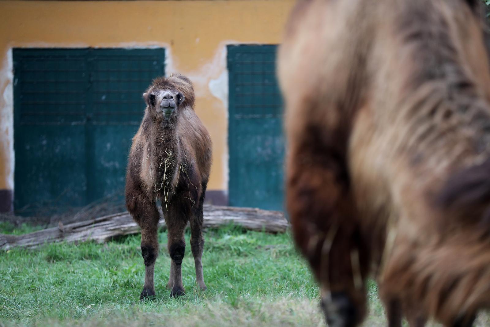 U Zoološki vrt Grada Zagreba stigla je mlada dvogrba deva Zsofia
