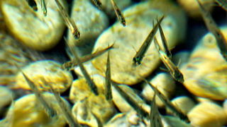 Čarobni smiraj dana na Puntamici 31. kolovoza 2015., Foto: Leonard Kvarantan Čarobni smiraj dana na Puntamici 31. kolovoza 2015., Foto: Leonard Kvarantan