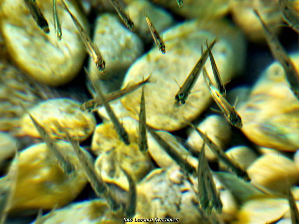 Čarobni smiraj dana na Puntamici 31. kolovoza 2015., Foto: Leonard Kvarantan Čarobni smiraj dana na Puntamici 31. kolovoza 2015., Foto: Leonard Kvarantan