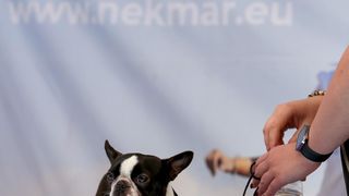 Međunarodna izložba pasa CACIB 2023