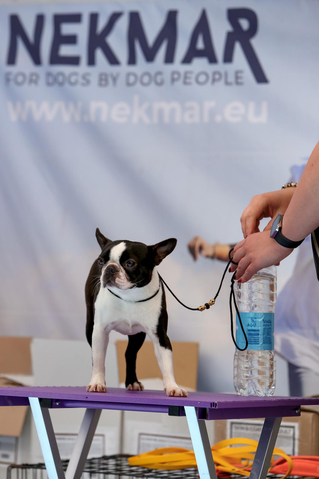 Međunarodna izložba pasa CACIB 2023