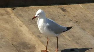 Djir po Melbourneu 3. rujna 2009.