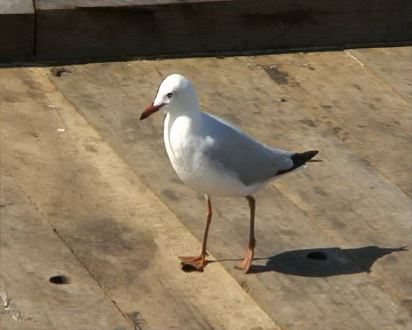 Djir po Melbourneu 3. rujna 2009.