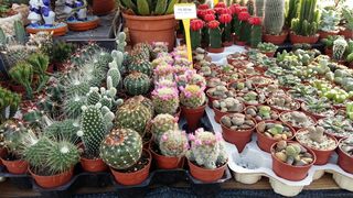 Cvjetna špica: Bili smo na Festivalu cvijeća u Sv. Filipu i Jakovu Cvjetna špica: Bili smo na Festivalu cvijeća u Sv. Filipu i Jakovu