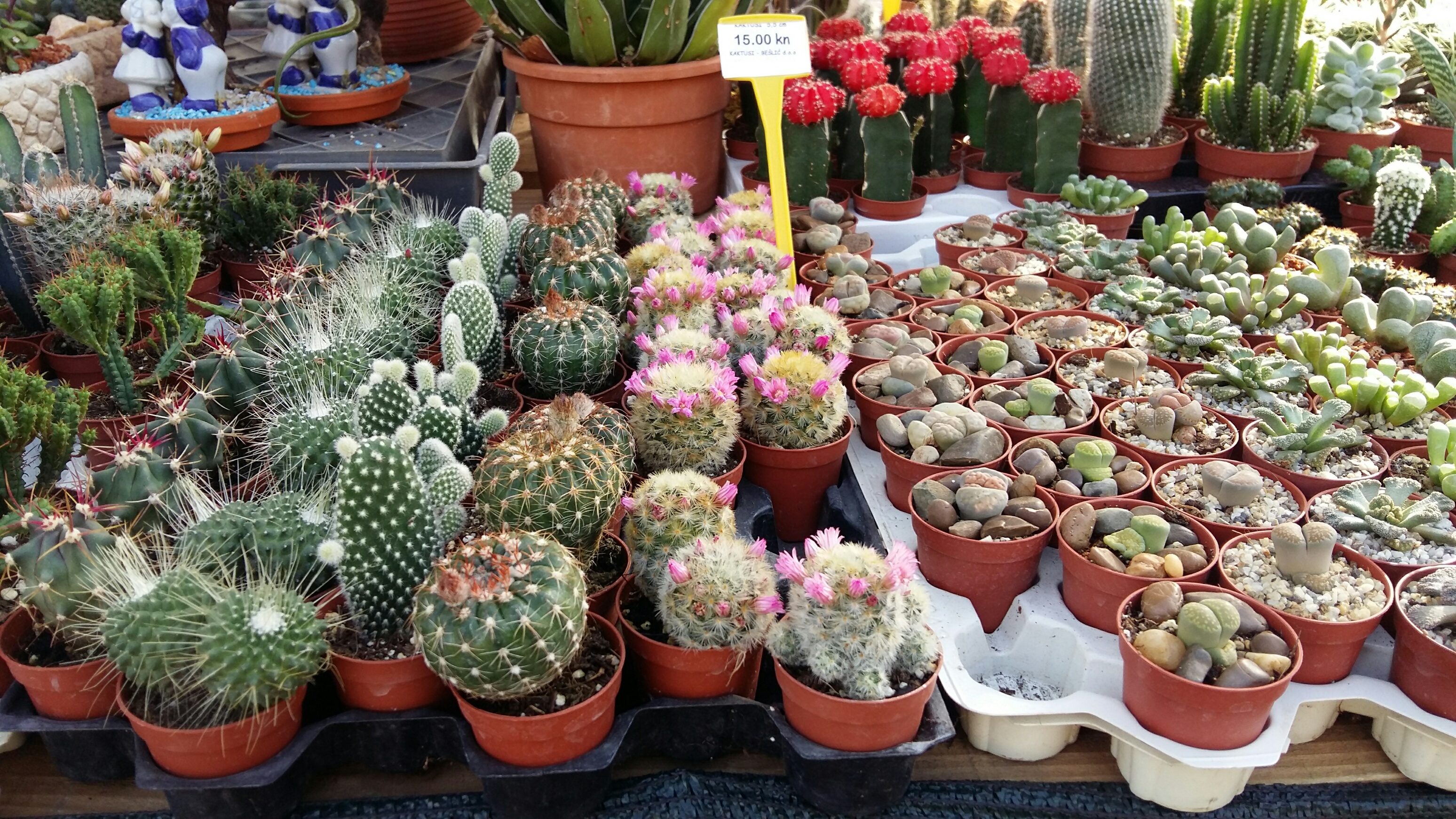 Cvjetna špica: Bili smo na Festivalu cvijeća u Sv. Filipu i Jakovu Cvjetna špica: Bili smo na Festivalu cvijeća u Sv. Filipu i Jakovu