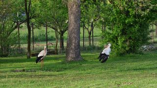 Klepetan se ipak vratio Malenoj Klepetan se ipak vratio Malenoj