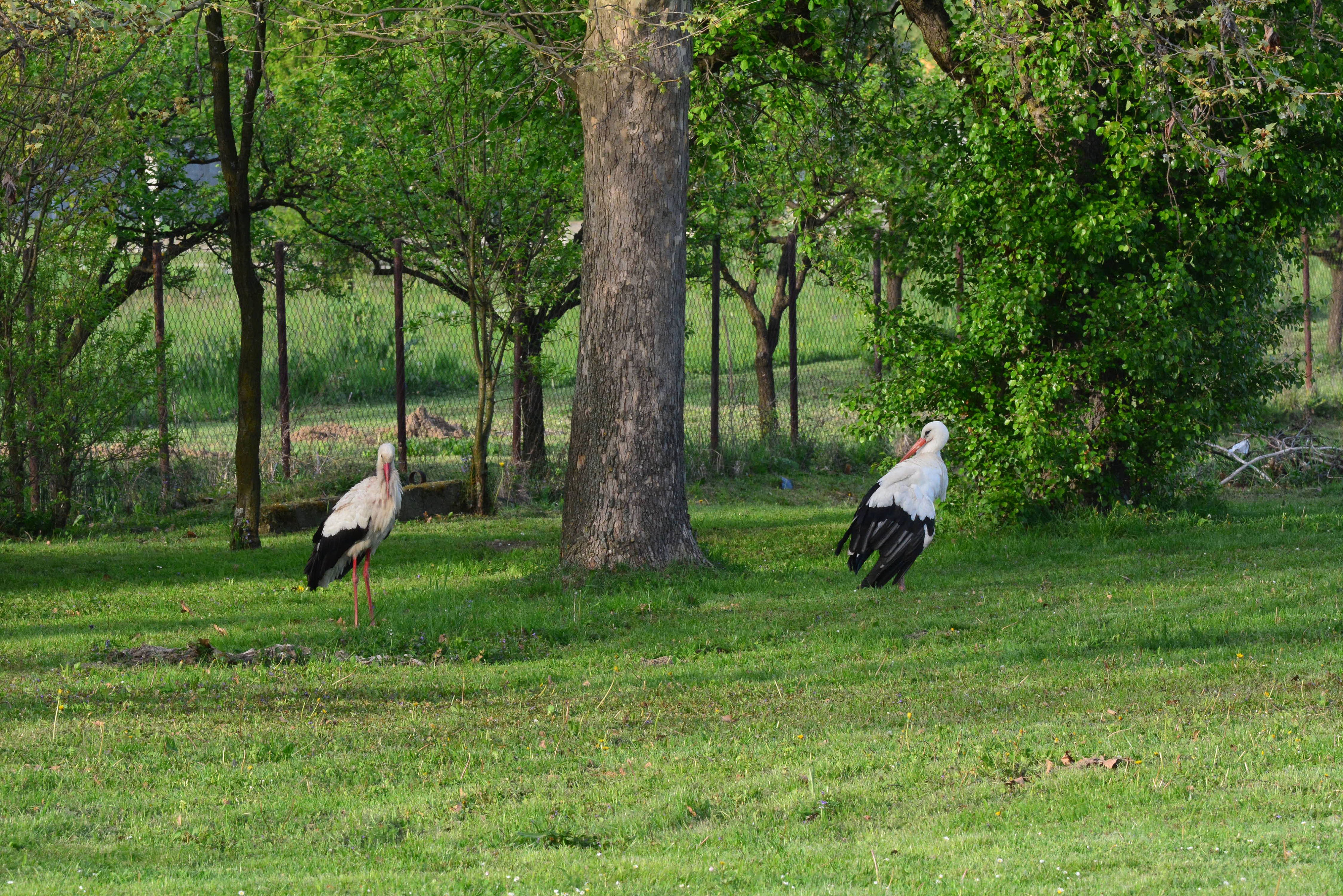 Klepetan se ipak vratio Malenoj Klepetan se ipak vratio Malenoj