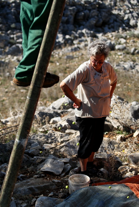 Pag, Lun, 221012.
Berba maslina u lunskom masliniku koji se nalazi kod mjesta Lun na otoku Pagu. Omedjen je suhozidima, prostire se na 400 hektara i sadrzi oko 80.000 stabala maslina. Najveci je maslinik u Hrvatskoj. U Lunskom masliniku rastu brojne jedin Pag, Lun, 221012.
Berba maslina u lunskom masliniku koji se nalazi kod mjesta Lun na otoku Pagu. Omedjen je suhozidima, prostire se na 400 hektara i sadrzi oko 80.000 stabala maslina. Najveci je maslinik u Hrvatskoj. U Lunskom masliniku rastu brojne jedin