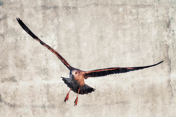 Moj galebe by Leo Banić