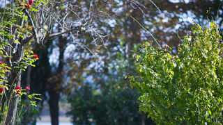 Izlet u NP Krka: Skradin, Skradinski buk, Visovac, foto: Darko Belančić