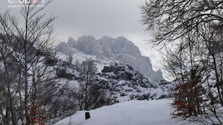 Tulove grede pod snježnim pokrivačem Tulove grede pod snježnim pokrivačem