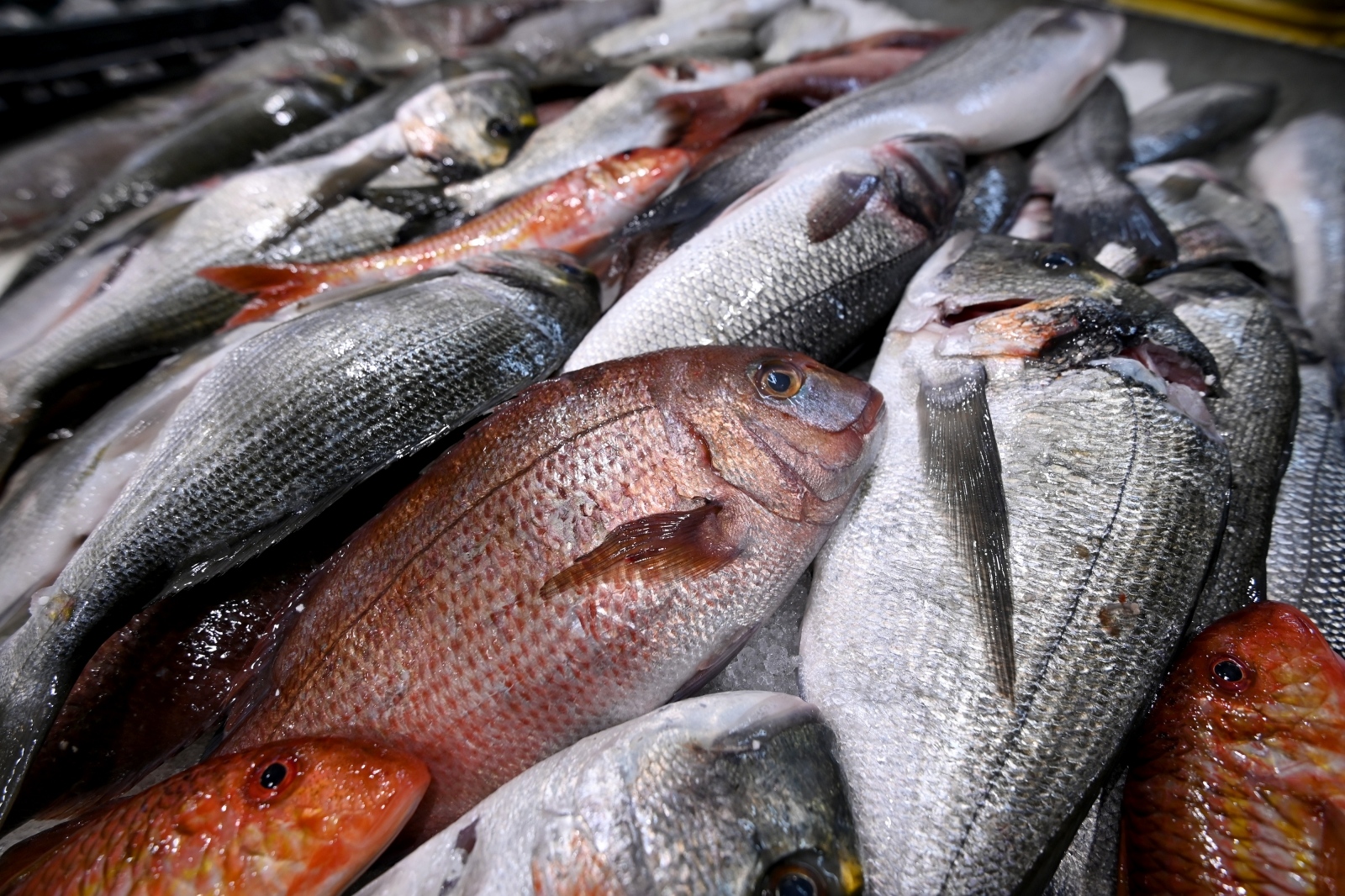 Bogata ponuda ribe na gradskoj ribarnici Bogata ponuda ribe na gradskoj ribarnici