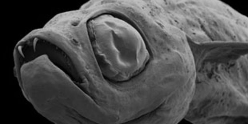 riba vampir riba vampir