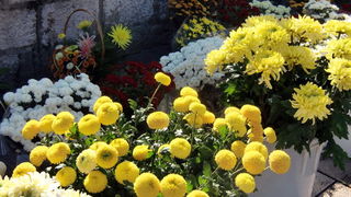 Gradska trznica uoci dana mrtvih, Foto: Mia Knezevic