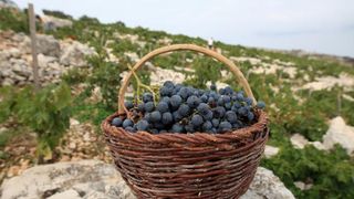Primošten. Počela berba grožđa od kojeg se pravi svjetski poznato vino Babić. Photo: Duško Jaramaz/PIXSELL Primošten. Počela berba grožđa od kojeg se pravi svjetski poznato vino Babić. Photo: Duško Jaramaz/PIXSELL