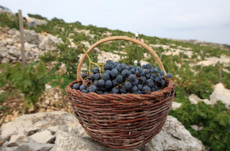 Primošten. Počela berba grožđa od kojeg se pravi svjetski poznato vino Babić. Photo: Duško Jaramaz/PIXSELL Primošten. Počela berba grožđa od kojeg se pravi svjetski poznato vino Babić. Photo: Duško Jaramaz/PIXSELL