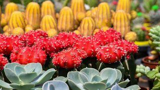 Pogledajte cvijetne fantazije na 53. Floraartu