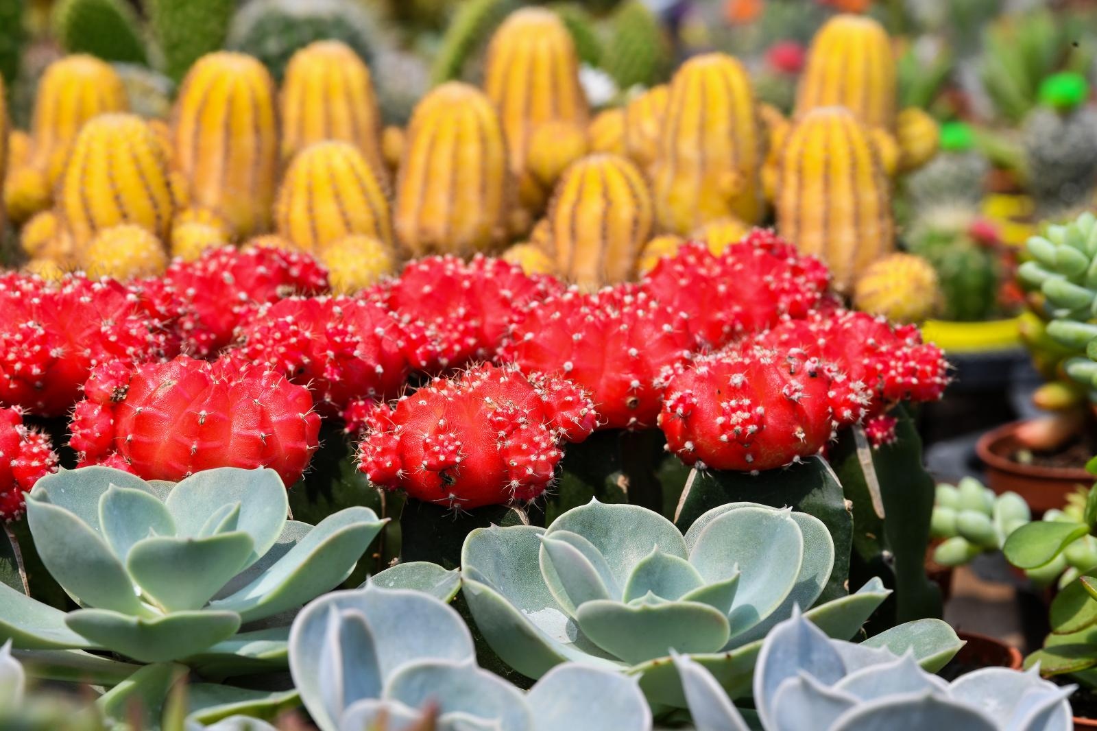 Pogledajte cvijetne fantazije na 53. Floraartu