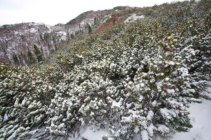 Đir do vrha Zečjak na sjevernom Velebitu, Foto: Leo Banić