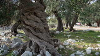 Berba maslina u Lunu, foto: V. Pesic