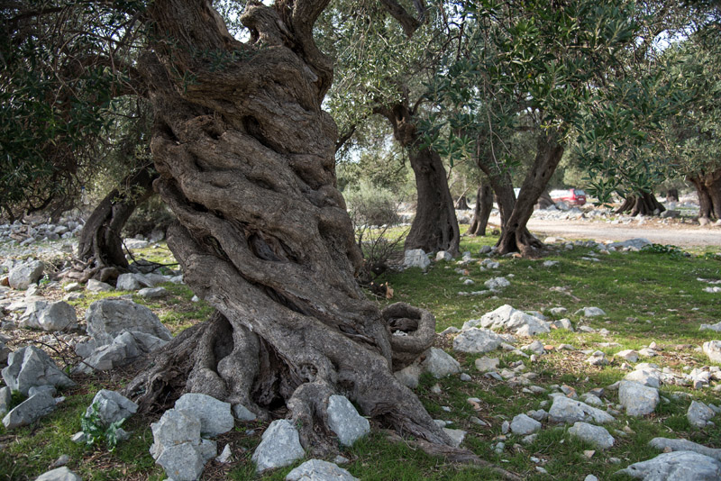 Berba maslina u Lunu, foto: V. Pesic