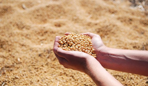 Sjeme, soja, poljoprivreda