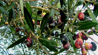 masline (foto: A. Gospić)