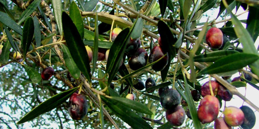 masline (foto: A. Gospić) masline (foto: A. Gospić)