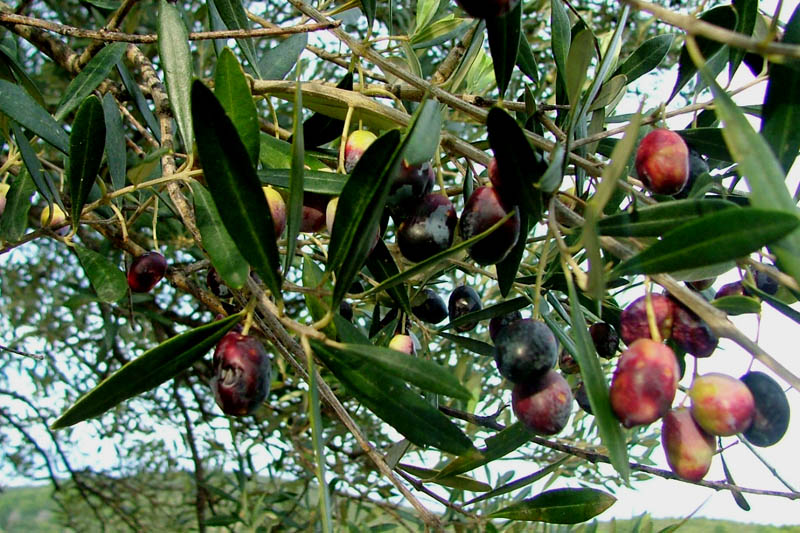 masline (foto: A. Gospić)