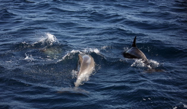 Kornati 220811.
Dupini na Kornatima.
Na slici Kornati.
Foto: Danijel Soldo / CROPIX