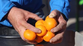 Mandarine na šibesnkoj