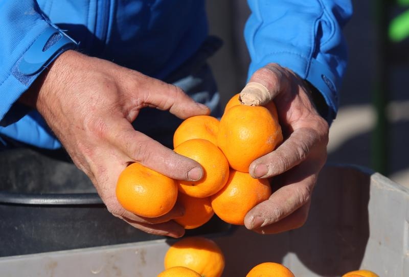 Mandarine na šibesnkoj