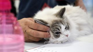 Međunarodna izložba mačaka