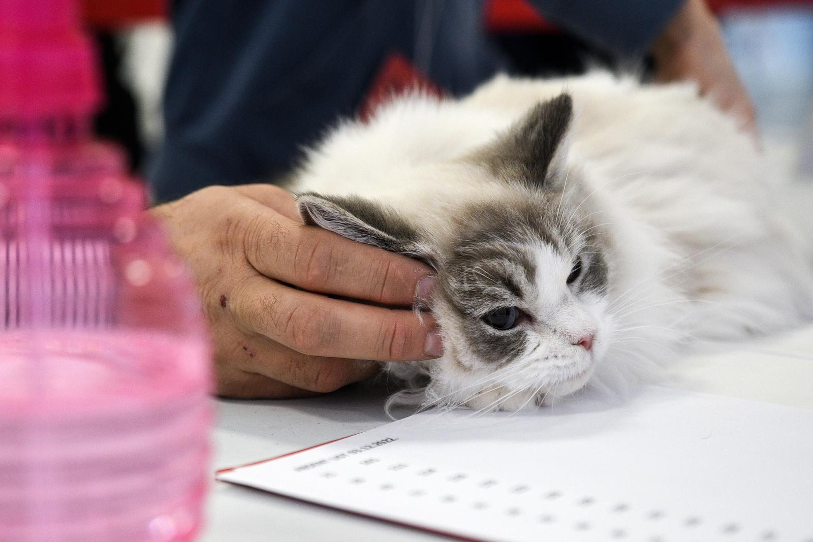 Međunarodna izložba mačaka