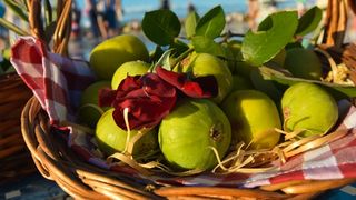Festival smokava na Pozdravu suncu Festival smokava na Pozdravu suncu
