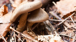 Lička jesen u znaku gljiva, Foto: Leo Banić