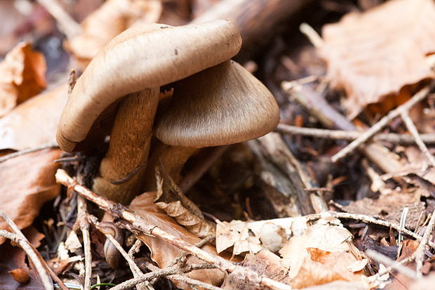 Lička jesen u znaku gljiva, Foto: Leo Banić