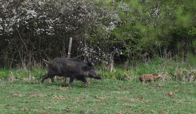 Image 4878940 (auto)