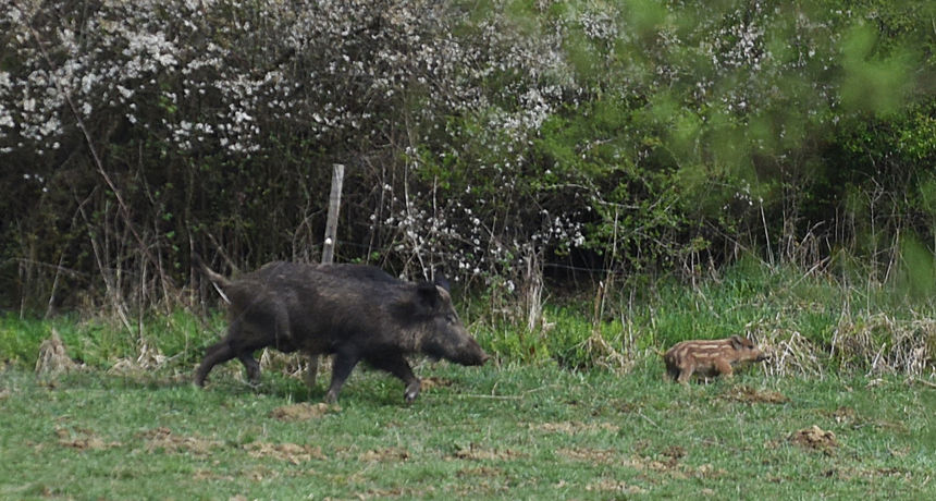 Image 4878940 (auto)