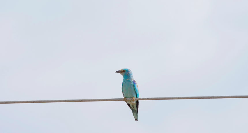 Zlatovrana, pp Vransko jezero, ptice Zlatovrana, pp Vransko jezero, ptice