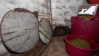 Priča o vinu: Od trsa do bačve, Foto: Leo Banić