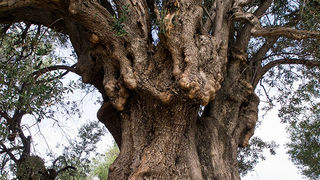 Biograd na moru: Otvorena izložba fotografija “Lunjske masline” Biograd na moru: Otvorena izložba fotografija “Lunjske masline”