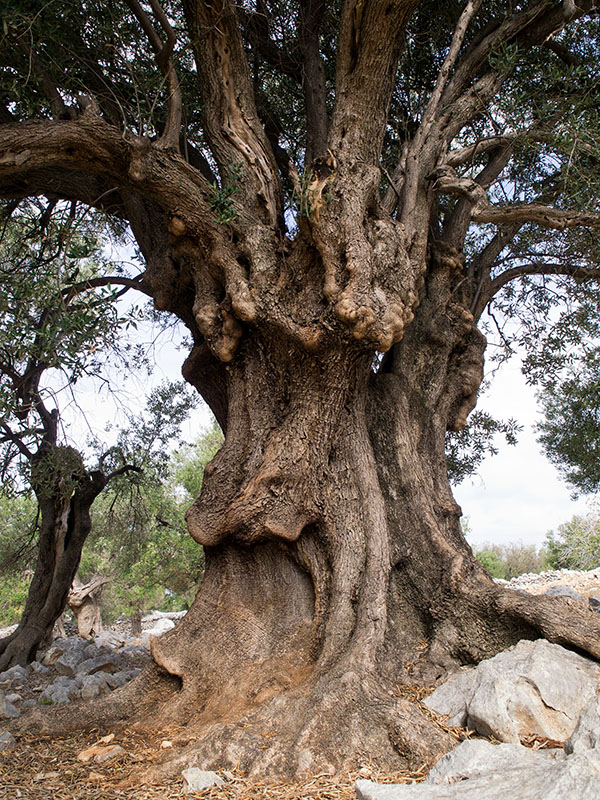 Biograd na moru: Otvorena izložba fotografija “Lunjske masline” Biograd na moru: Otvorena izložba fotografija “Lunjske masline”