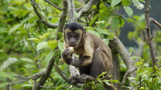 Zagreb, 080412.
U Zooloskom vrtu grada Zagreba neke od zivotinja tradicionalno su bile pocascene uskrsnim jajima. U sarenim pisanicama uzivali su lemuri, smedji kapucini, nosati rakuni, grivasti vukovi i ogrlicaste pekarije.
Na fotografiji: Smedji kapucin Zagreb, 080412.
U Zooloskom vrtu grada Zagreba neke od zivotinja tradicionalno su bile pocascene uskrsnim jajima. U sarenim pisanicama uzivali su lemuri, smedji kapucini, nosati rakuni, grivasti vukovi i ogrlicaste pekarije.
Na fotografiji: Smedji kapucin