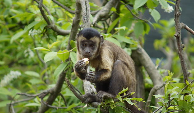 Zagreb, 080412.
U Zooloskom vrtu grada Zagreba neke od zivotinja tradicionalno su bile pocascene uskrsnim jajima. U sarenim pisanicama uzivali su lemuri, smedji kapucini, nosati rakuni, grivasti vukovi i ogrlicaste pekarije.
Na fotografiji: Smedji kapucin