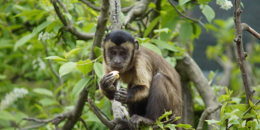 Zagreb, 080412.
U Zooloskom vrtu grada Zagreba neke od zivotinja tradicionalno su bile pocascene uskrsnim jajima. U sarenim pisanicama uzivali su lemuri, smedji kapucini, nosati rakuni, grivasti vukovi i ogrlicaste pekarije.
Na fotografiji: Smedji kapucin